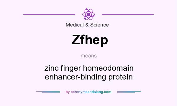 What does Zfhep mean? It stands for zinc finger homeodomain enhancer-binding protein