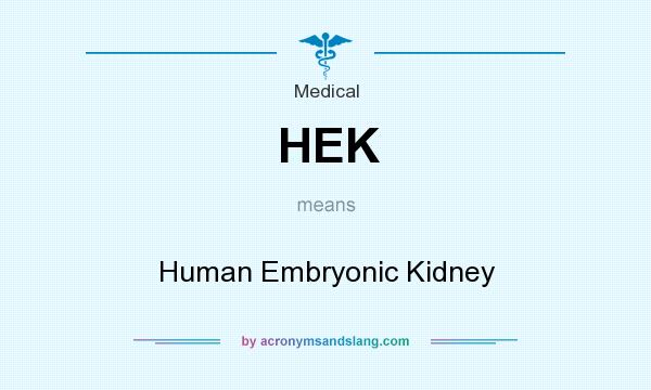 What does HEK mean? It stands for Human Embryonic Kidney