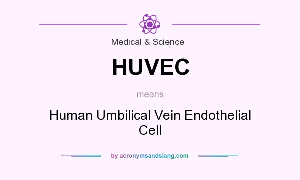 What does HUVEC mean? It stands for Human Umbilical Vein Endothelial Cell