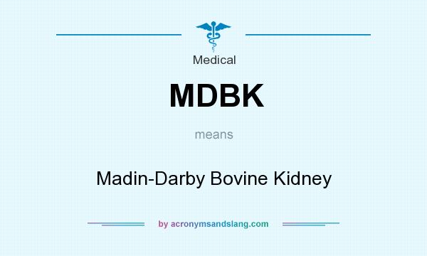 What does MDBK mean? It stands for Madin-Darby Bovine Kidney