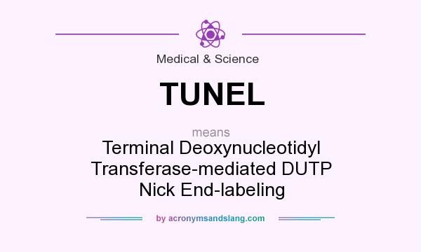 What does TUNEL mean? It stands for Terminal Deoxynucleotidyl Transferase-mediated DUTP Nick End-labeling