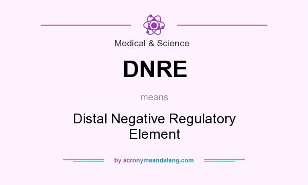 What does DNRE mean? It stands for Distal Negative Regulatory Element