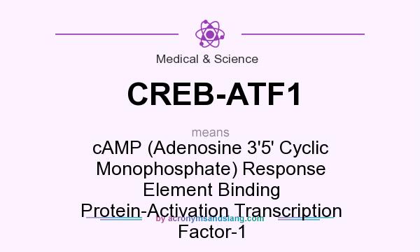 What does CREB-ATF1 mean? It stands for cAMP (Adenosine 3`5` Cyclic Monophosphate) Response Element Binding Protein-Activation Transcription Factor-1