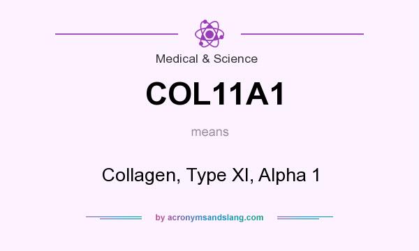 What does COL11A1 mean? It stands for Collagen, Type XI, Alpha 1