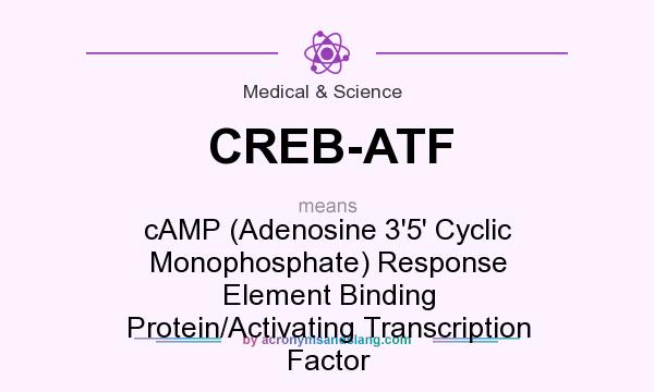 What does CREB-ATF mean? It stands for cAMP (Adenosine 3`5` Cyclic Monophosphate) Response Element Binding Protein/Activating Transcription Factor