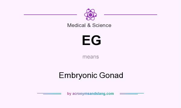 What does EG mean? It stands for Embryonic Gonad