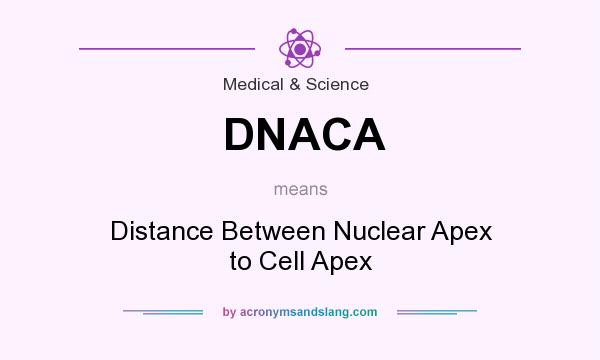 What does DNACA mean? It stands for Distance Between Nuclear Apex to Cell Apex