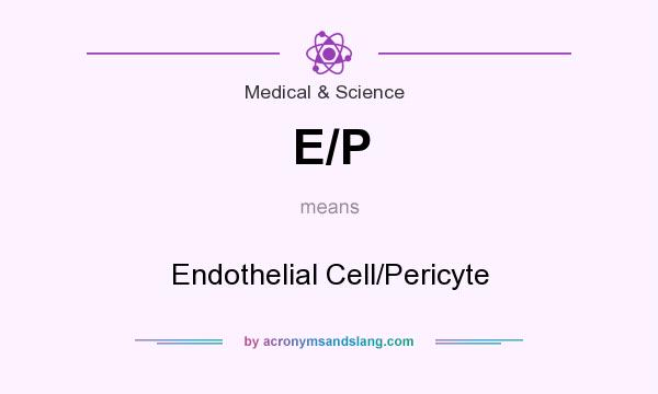 What does E/P mean? It stands for Endothelial Cell/Pericyte