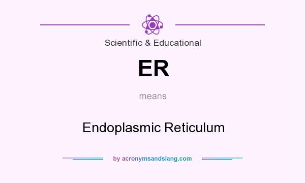 What does ER mean? It stands for Endoplasmic Reticulum