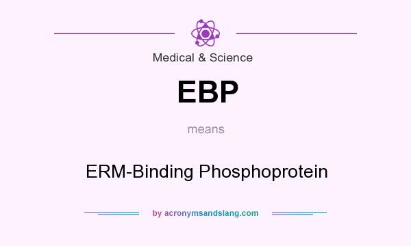 What does EBP mean? It stands for ERM-Binding Phosphoprotein