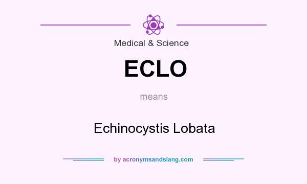 What does ECLO mean? It stands for Echinocystis Lobata