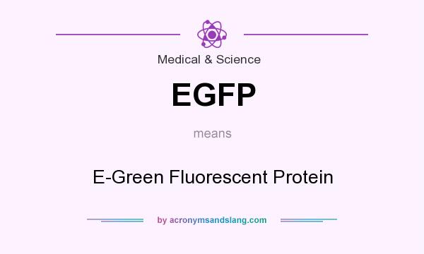 What does EGFP mean? It stands for E-Green Fluorescent Protein