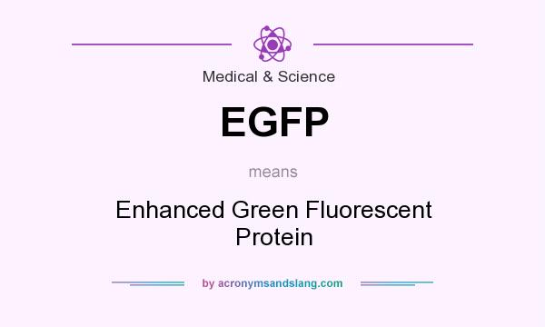 What does EGFP mean? It stands for Enhanced Green Fluorescent Protein