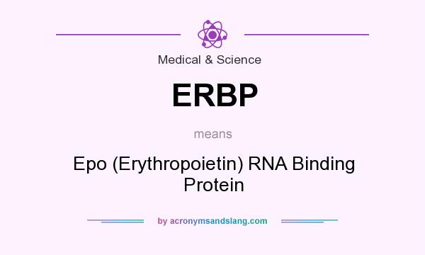 What does ERBP mean? It stands for Epo (Erythropoietin) RNA Binding Protein