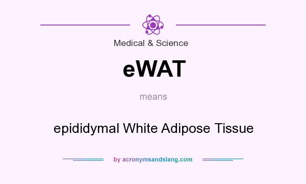 What does eWAT mean? It stands for epididymal White Adipose Tissue