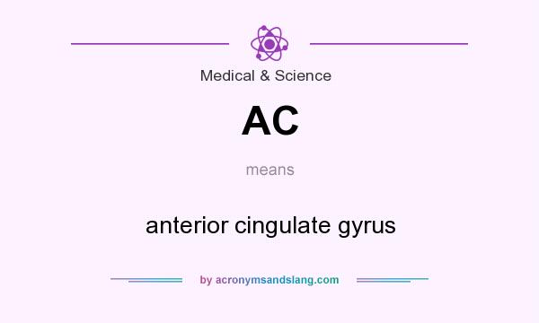What does AC mean? It stands for anterior cingulate gyrus