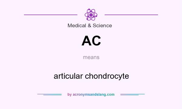 What does AC mean? It stands for articular chondrocyte
