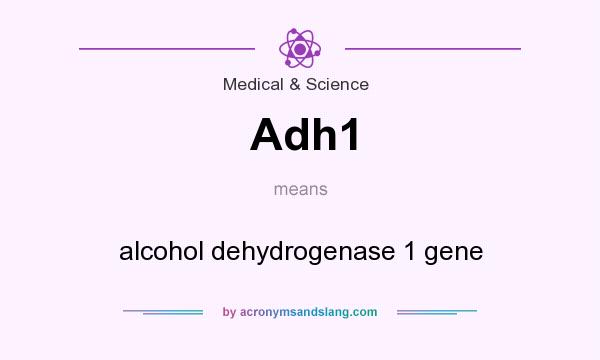 What does Adh1 mean? It stands for alcohol dehydrogenase 1 gene