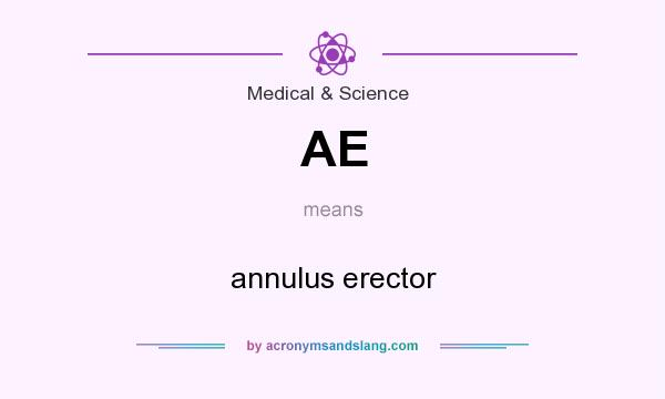 What does AE mean? It stands for annulus erector