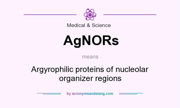 What does AgNORs mean? It stands for Argyrophilic proteins of nucleolar organizer regions