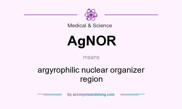 What does AgNOR mean? It stands for argyrophilic nuclear organizer region