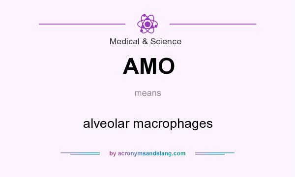 What does AMO mean? It stands for alveolar macrophages