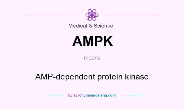 What does AMPK mean? It stands for AMP-dependent protein kinase