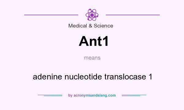 What does Ant1 mean? It stands for adenine nucleotide translocase 1