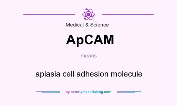What does ApCAM mean? It stands for aplasia cell adhesion molecule