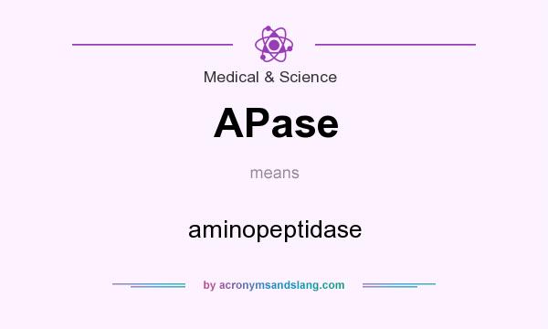 What does APase mean? It stands for aminopeptidase
