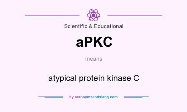 What does aPKC mean? It stands for atypical protein kinase C