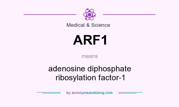 What does ARF1 mean? It stands for adenosine diphosphate ribosylation factor-1