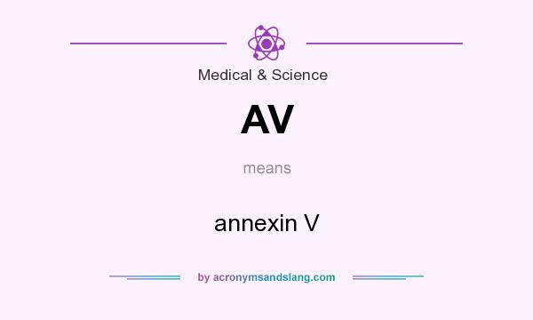 What does AV mean? It stands for annexin V