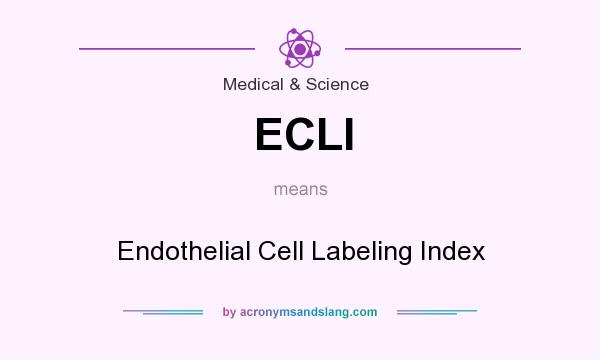 What does ECLI mean? It stands for Endothelial Cell Labeling Index
