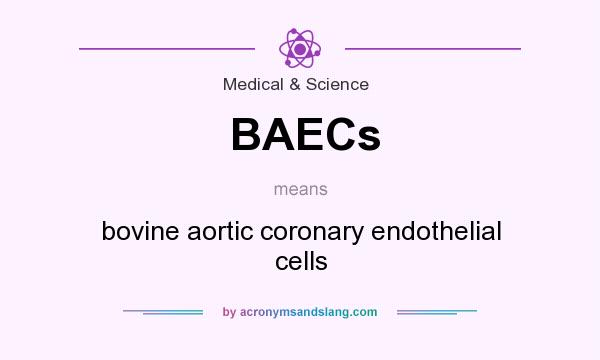 What does BAECs mean? It stands for bovine aortic coronary endothelial cells