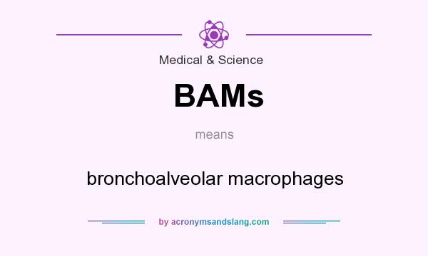What does BAMs mean? It stands for bronchoalveolar macrophages