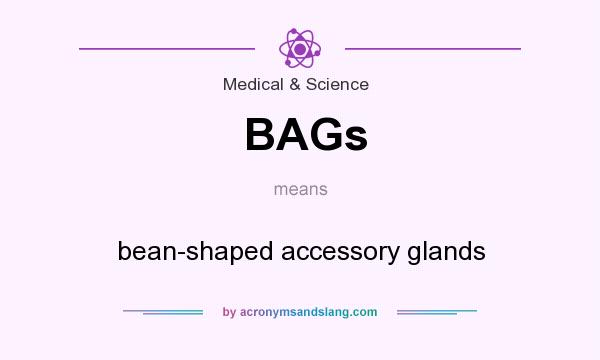 What does BAGs mean? It stands for bean-shaped accessory glands