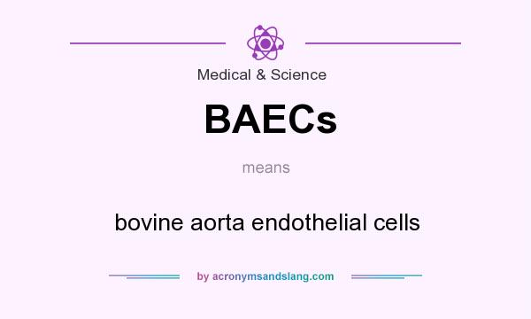 What does BAECs mean? It stands for bovine aorta endothelial cells