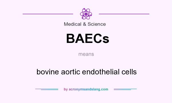 What does BAECs mean? It stands for bovine aortic endothelial cells