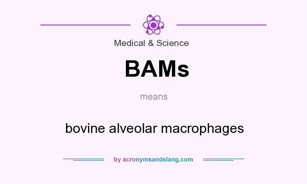 What does BAMs mean? It stands for bovine alveolar macrophages
