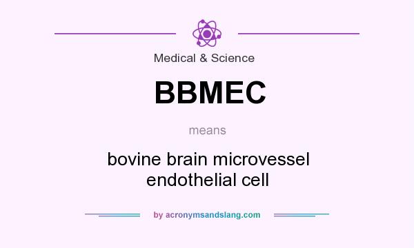 What does BBMEC mean? It stands for bovine brain microvessel endothelial cell