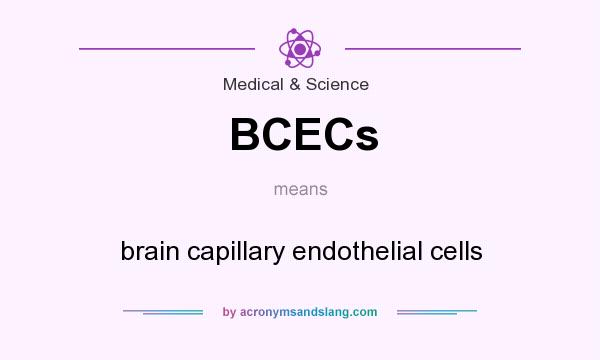 What does BCECs mean? It stands for brain capillary endothelial cells