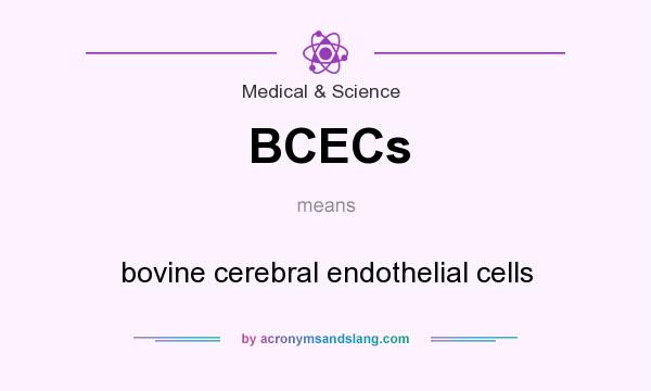 What does BCECs mean? It stands for bovine cerebral endothelial cells
