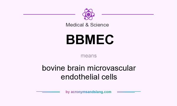 What does BBMEC mean? It stands for bovine brain microvascular endothelial cells