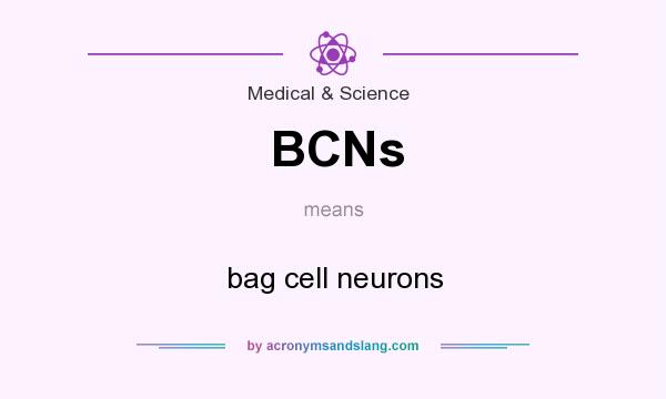What does BCNs mean? It stands for bag cell neurons