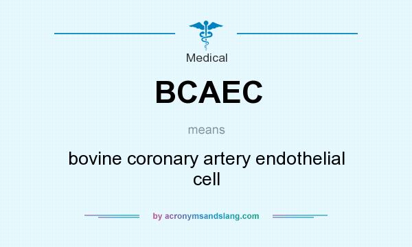 What does BCAEC mean? It stands for bovine coronary artery endothelial cell