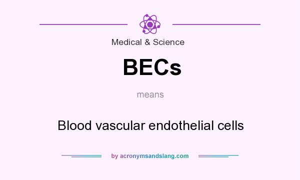 What does BECs mean? It stands for Blood vascular endothelial cells