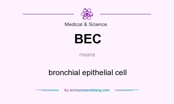 What does BEC mean? It stands for bronchial epithelial cell