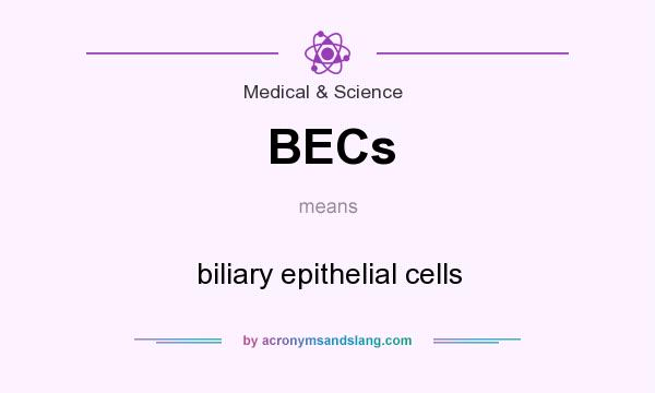 What does BECs mean? It stands for biliary epithelial cells