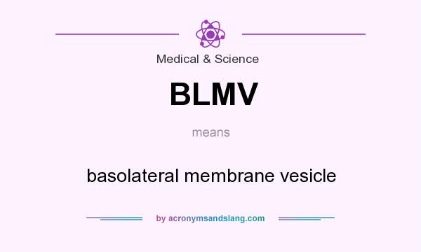 What does BLMV mean? It stands for basolateral membrane vesicle
